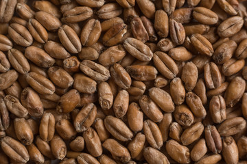 Wheat for alcohol production. Wheat background. Top view, flat lay
