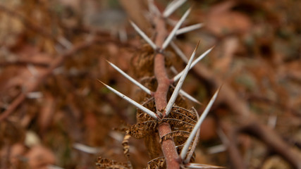 Sharp thorns from plants that have died from falling. With a dramatic brown color, suitable for use as a background image