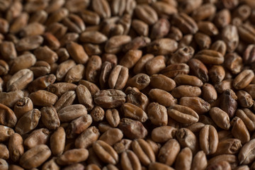 Wheat for alcohol production. Wheat macro background. Depth of field.