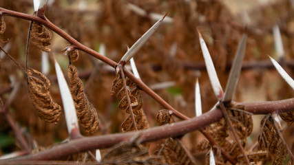 Sharp thorns from plants that have died from falling. With a dramatic brown color, suitable for use as a background image