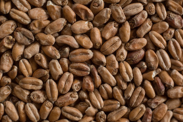 Wheat for alcohol production. Wheat background. Top view, flat lay