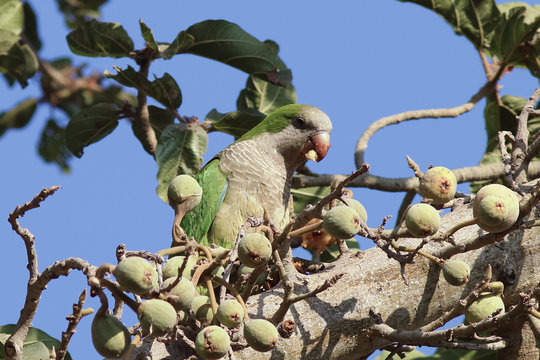 A monk parakeet (Myiopsitta monachus) eating figs on a fig tree