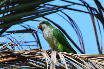 A monk parakeet (Myiopsitta monachus) perched on a palm tree