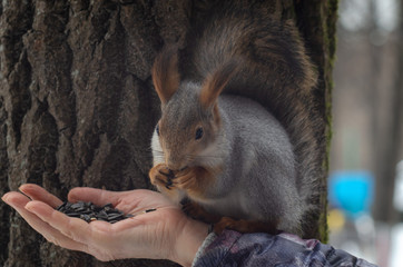 A squirrel sits on a humand hand and eating in a winter park.
