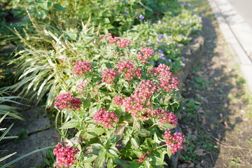 flowers in the garden