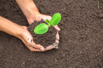 World soil day concept.Hand with green young plant growing in soil on nature background.planting trees back to the forest, Creating awareness for love wild, Wild plant concept.