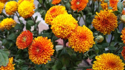 Beautiful plants in the park. Flowers close up
