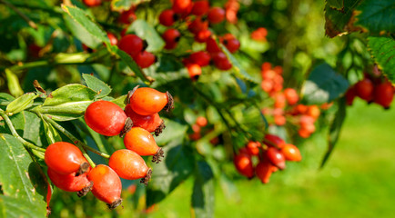 postcard autumn concept place for text. red rose hips on a blurred background of green grass. high quality