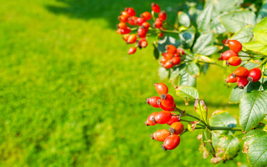 postcard autumn concept place for text. red rose hips on a blurred background of green grass. high quality