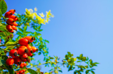 postcard autumn concept place for text. red rose hips on a blue sky. high quality