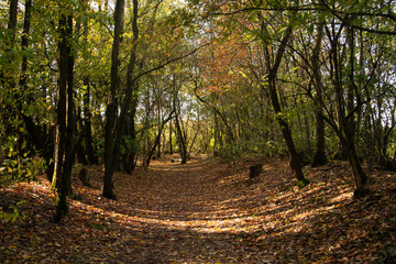 Path in the woods with the colors of autumn.