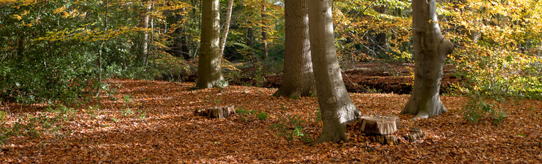 autumn forest with the golden brown leaves