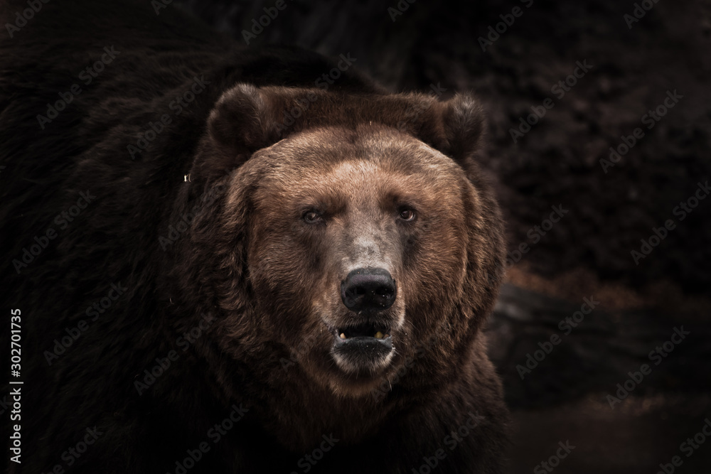 Wall mural a darkened image, a stern brown slightly perplexing beast looks out of the darkness with small eyes.