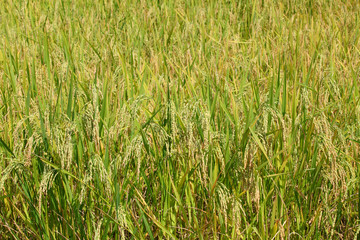 Rice fields Green and yellow on the high mountains