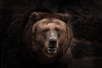 a darkened image, a stern brown slightly perplexing beast looks out of the darkness with small...