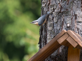 Close up wood Nuthatch or Eurasian nuthatch, climbing on larch tree trunk with head down. Green bokeh background, copy space.