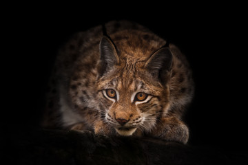 Naklejka premium Lynx looks curiously out of the darkness (ambush) black night background. beautiful cat lynx sits on a stone