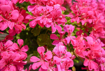 Pink geranium flowers near. floral background