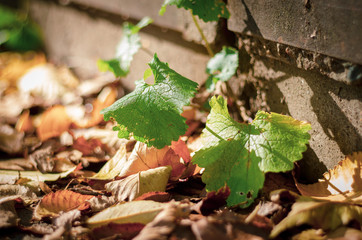 Autumn vegetation. Flowers close up.