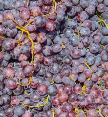  dark grapes top view. high quality. Healthy food harvesting concept. frame made in good sunny weather. berry background