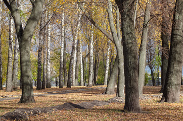 Autumn park is beautiful in their contrast