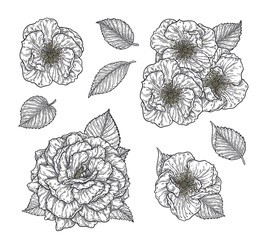 Rose flower and leaves hand drawn in lines set. Black and white monochrome graphic doodle elements. Isolated vector illustration, template for design