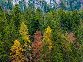 Reflection of autumn foliage along the shore of Lake Tovel, Trentino Alto Adige