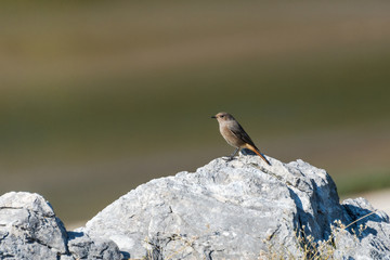 Black redstart (Phoenicurus ochruros) on a rock