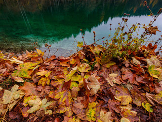 Reflection of autumn foliage along the shore of Lake Tovel, Trentino Alto Adige