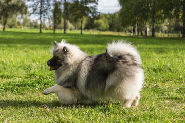 Cheerful Keeshond puppy is playing and frolic on the grass
