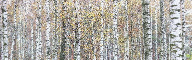 beautiful scene with birches in yellow autumn birch forest in october among other birches in birch grove