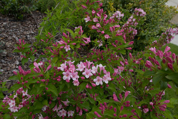pink flowers in garden