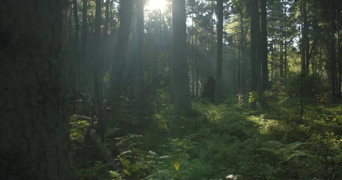 Dark natural forest with fallen trees slider shot moving right