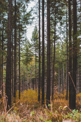 Outside photo of forest in autumn colors. Eastern Europe, Serbia