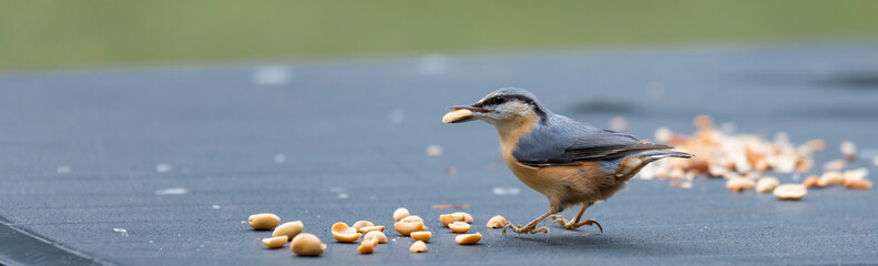 sitta europaea bird looking for food