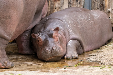Fototapeta premium Cute little Hippo