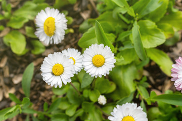 Obraz premium beautiful Daisy flowers in the garden