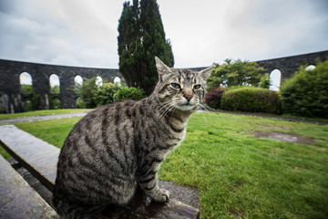 Street cat in Scottish park on rainy day.