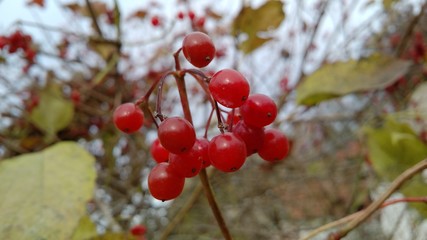 red berries of viburnum on a branch