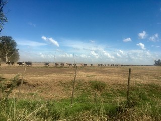 Vaches dans la Pampa