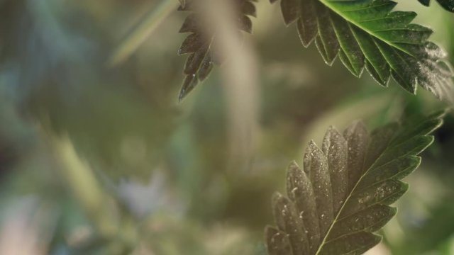cannabis leaf vegetative growth trembling in the wind.. macro. dark background.