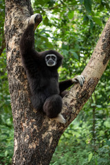 gibbon à mains blanches dans son milieu naturel