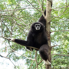 gibbon à mains blanches dans la jungle