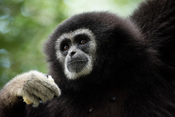 Gibbon dans la forêt équatoriale (animaux 