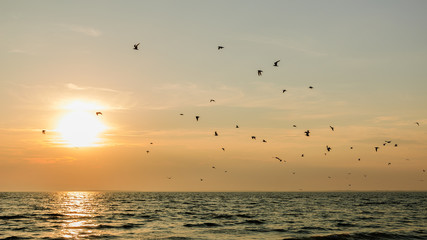 Fototapeta na wymiar birds over the sea at sunset