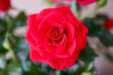 Red Rose 