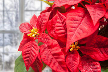 Christmas flower red Poinsettia Euphorbia pulcherrima and winter frozen window on the background.