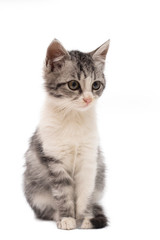 Portrait of serious tabby cat of ginger color isolated on a white background, looking at camera. Front view.