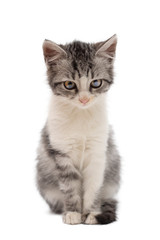 Portrait of serious tabby cat of ginger color isolated on a white background, looking at camera. Front view.