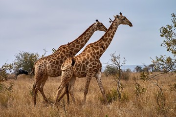 Obraz na płótnie Canvas Pair of walking giraffes